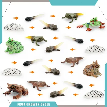Моделирование жизненного цикла лягушки, Модели цикла роста животных, Фигурки раков, Коллекция научных развивающих игрушек, Подарки для детей