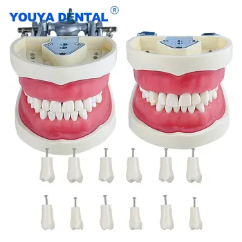 Стоматологическая модель для тренировки 32 зубов Демонстрация модели Typodont со съемным зубом из десны Обучение студентов-стоматологов, преподавательское исследование