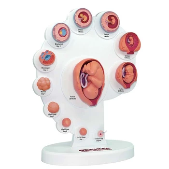 4D Анатомическая модель развития человеческого эмбриона, обучающая органам роста плода Alpinia Assembled Toys