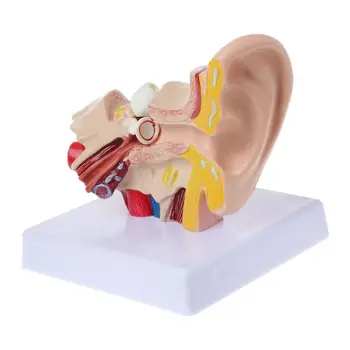 Анатомическая модель человеческого уха в 1,5 раза больше натуральной величины, органо-медицинские учебные принадлежности, профессиональный челнок